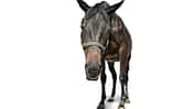 cav-201810-sicher-sedieren-lir6208-v-amendo