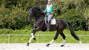 cav-201808-galopp-lir7481-mit-TEASER