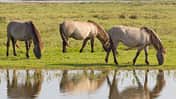 CAV Konik Koniks Wildpferde