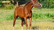 CAV Pferd auf Weide