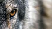 CAV Wolfsauge Wolf Auge