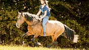 CAV Freiheit und Grenzen beim Pferd