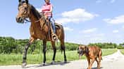 CAV Pferd und Hund