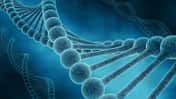 CAV Gendefekte Pferd DNA