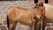 CAV Zorse Zuri 1