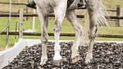 UB Travers reiten Aufmacher