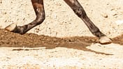 CAV Sand Reitplatz