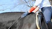 CAV Stimmung Pferd steuern 9