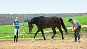 CAV Dressur Horsemanship 3
