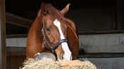CAV Futter Hafer Preise 42er