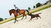 CAV Horse and Dog Trail Sabine Lang 1
