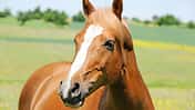 CAV Pferd Koppel Fuchs Weide Kopf