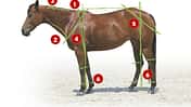 CAV 0503 Exterieur_Quarter Horses_05 (jpg)