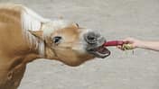 CAV Futter Pferd Kopf