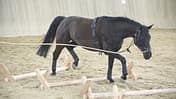 CAV Cavaletti-Arbeit Dietz
