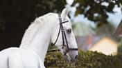 CAV Lipizzaner Nima