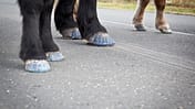 CAV Huf-Kurs Klebebeschlag Burkhard Rau