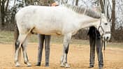 cav-201906-cavallo-coach-6-lir1990-v-amendo (jpg)