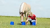 CAV Spielen mit Pferd Intelligenzspiel