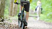 Knigge im Wald