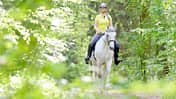 Knigge im Wald