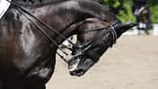 Reiter Turnier Rollkur Dressur