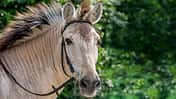 Zorse - Halb Pferd, halb Zebra