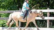 CAVALLO-Coach „Mein Pferd fällt im Galopp immer aus“
