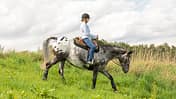 CAVALLO Fit mit Obst