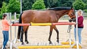 CAVALLO Coach
