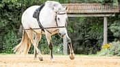 CAVALLO Coach