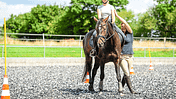 Working Equitation Working Equitation