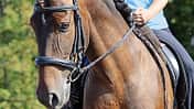Konterschulterherein reiten