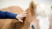 Haflinger mit Hand, die ihn am Hals berührt