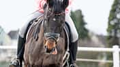 Cavallo Coach
