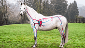 CAVALLO Anatomie Serie