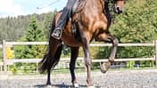CAVALLO Äußere Hilfen Äußere Hilfen