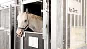 CAVALLO Corona beim Pferd Corona beim Pferd