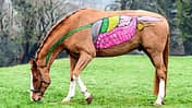 CAVALLO Anatomie des Pferds