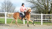 CAVALLO Coach