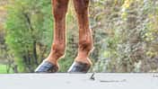CAVALLO Medizin Kompendium Arthrose Medizin Kompendium Arthrose