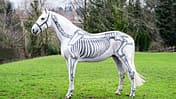 Anatomie-Serie