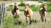 CAVALLO Wildpferde Wildpferde
