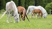 Medizin Kompendium Melanome