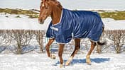 Pferd im Schnee mit Pferdedecke