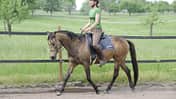 Pferd und Reiterin im Trab