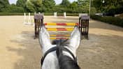 Pferd taxiert Hindernis