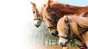 Ponys mit Ausbindern
