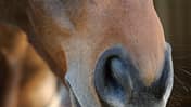 CAVALLO Was riechen Pferde Was riechen Pferde