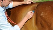 CAVALLO Telemedizin Telemedizin